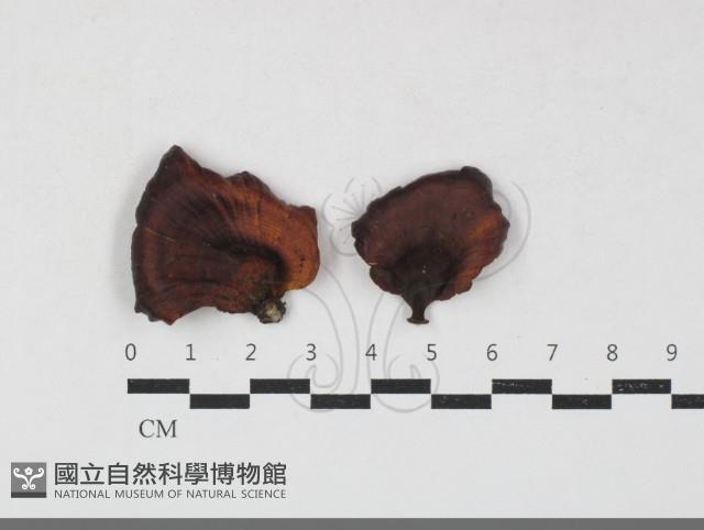 相鄰小孔菌藏品圖，第1張