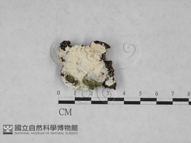 寡孔菌屬藏品圖，第1張