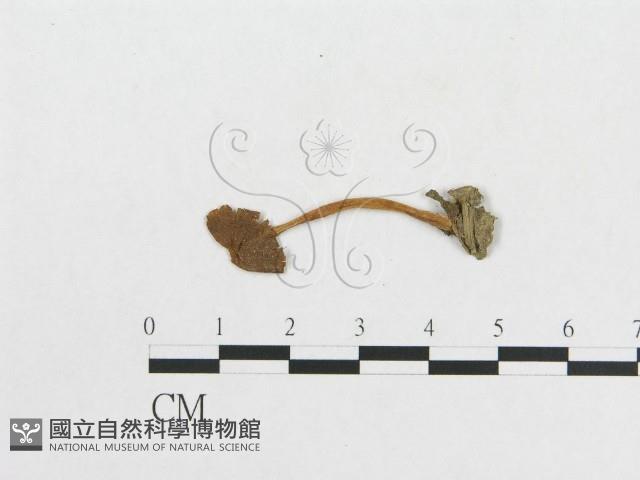 登錄號:F0008578藏品圖，第1張