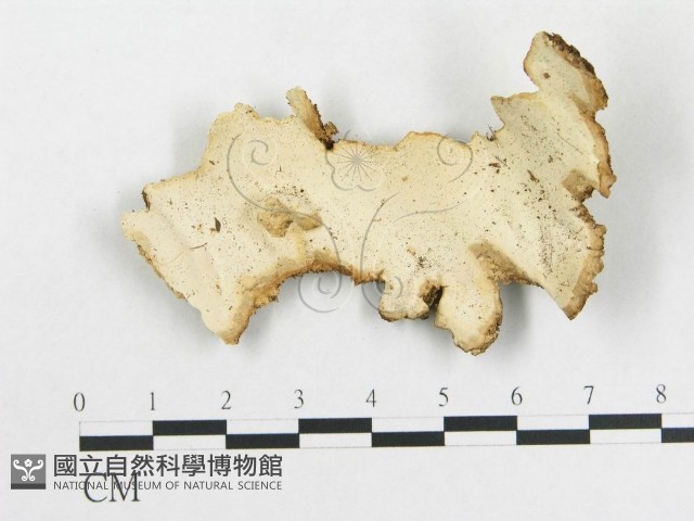 登錄號:F0010578藏品圖，第1張
