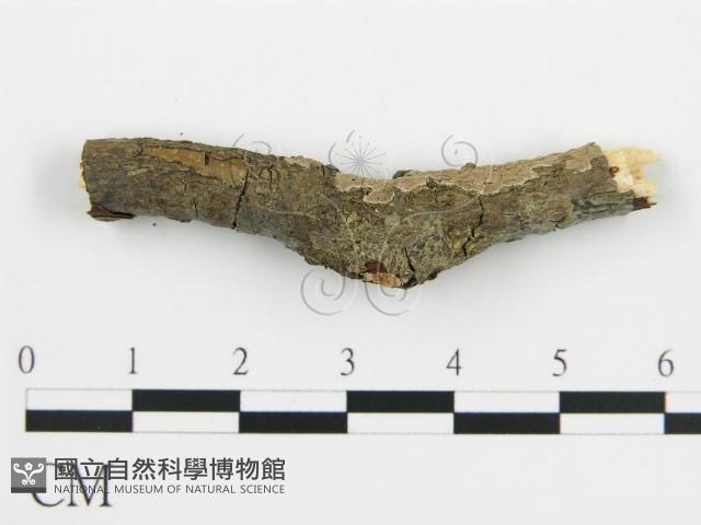 登錄號:F0016578藏品圖，第1張