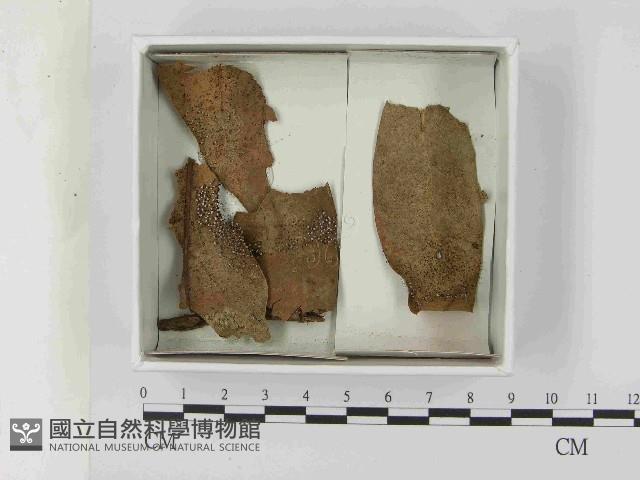 登錄號:F0021578藏品圖，第1張