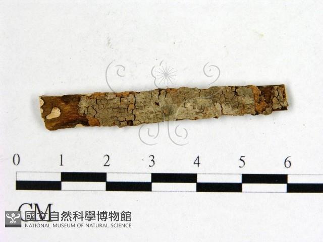 登錄號:F0011578藏品圖，第1張