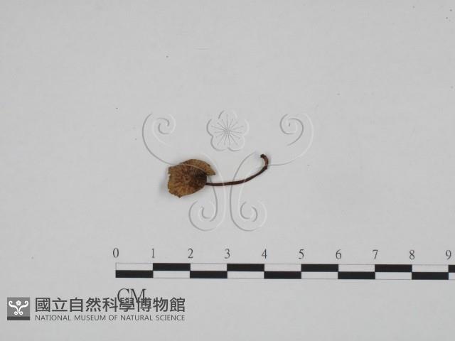 登錄號:F0024578藏品圖，第1張