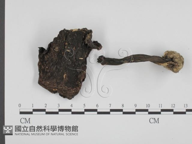 登錄號:F0014578藏品圖，第1張