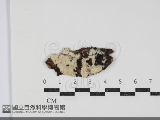 齒耳菌屬藏品圖，第1張