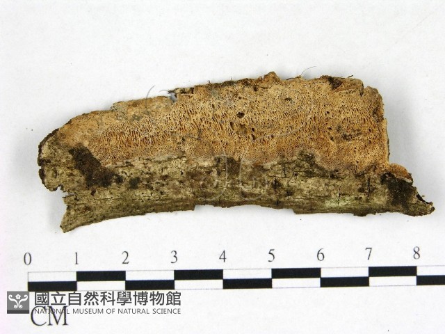 薄孔菌屬藏品圖，第1張
