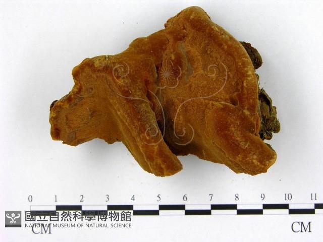 登錄號:F0012578藏品圖，第1張