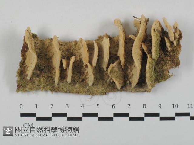 登錄號:F0032578藏品圖，第1張