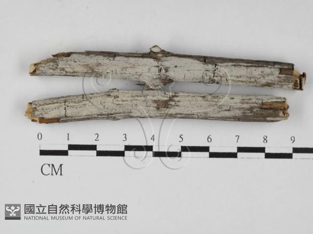 絲齒菌屬藏品圖，第1張