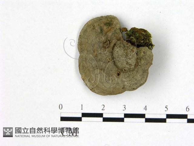 登錄號:F0017578藏品圖，第1張