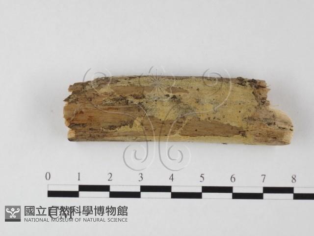 登錄號:F0025578藏品圖，第1張