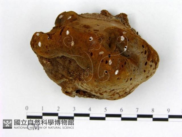 木層孔菌屬藏品圖，第1張