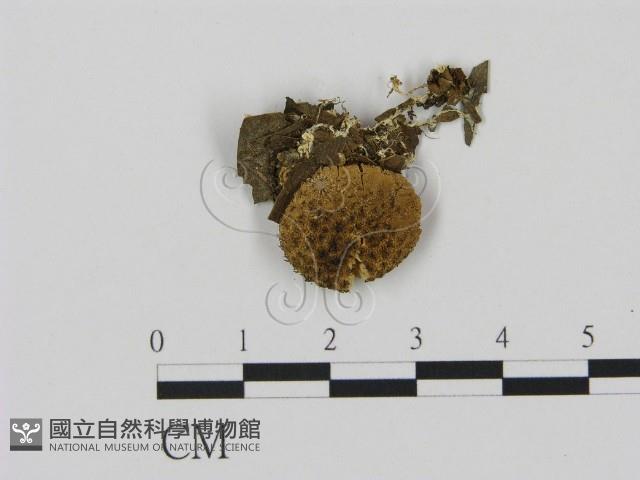 登錄號:F0015578藏品圖，第1張