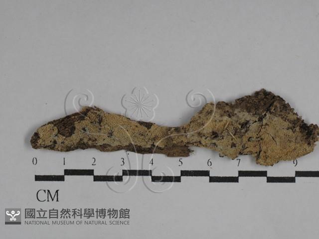 粗糙孢菌屬藏品圖，第1張