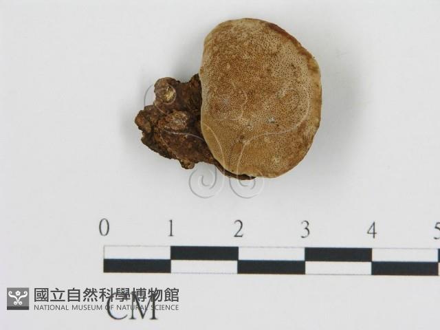 登錄號:F0009578藏品圖，第1張