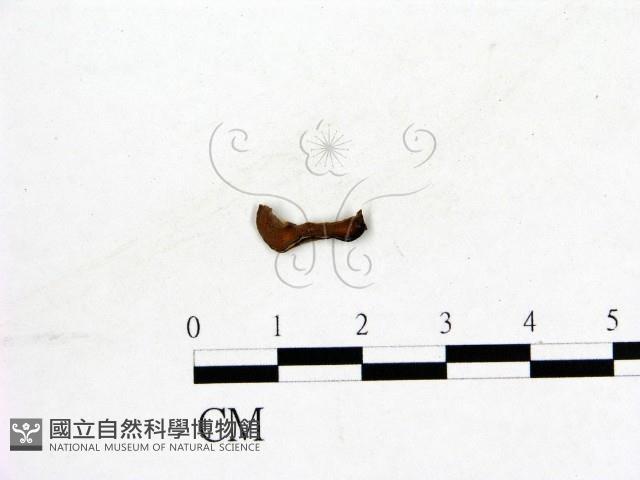 登錄號:F0019578藏品圖，第1張