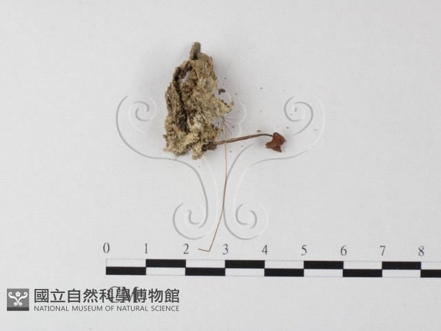 小菇屬藏品圖，第1張