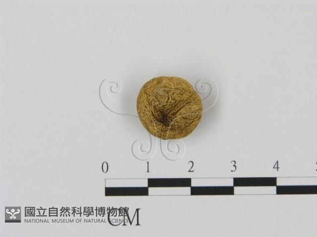 登錄號:F0003578藏品圖，第1張