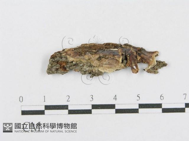 射脈菌屬藏品圖，第1張