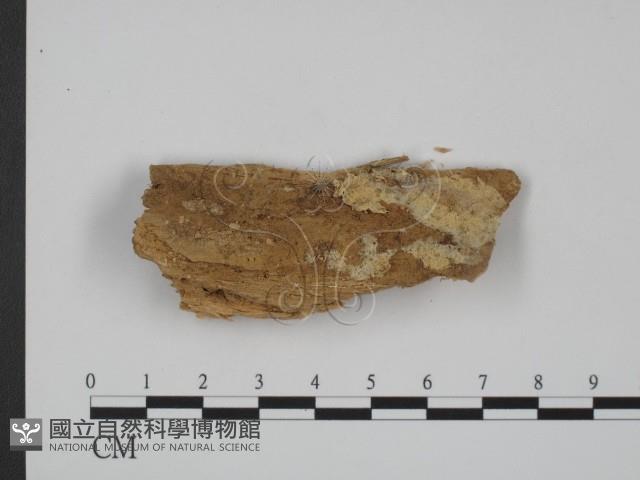 登錄號:F0008178藏品圖，第1張