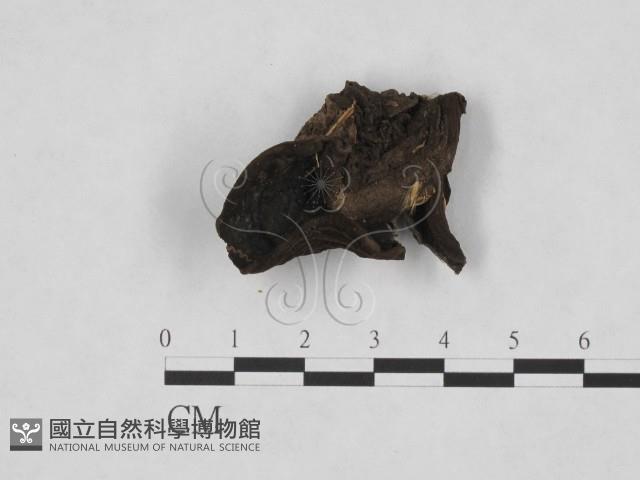 登錄號:F0000178藏品圖，第1張