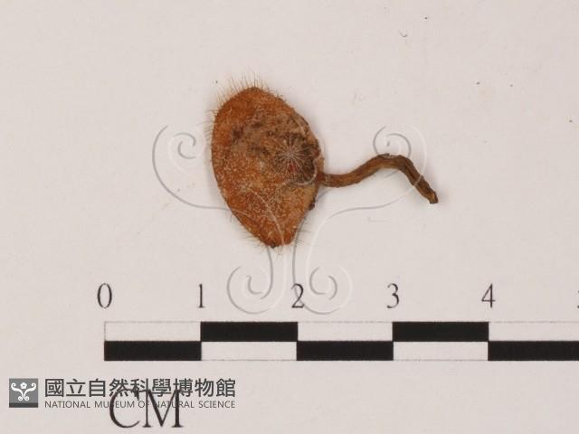 登錄號:F0010178藏品圖，第1張