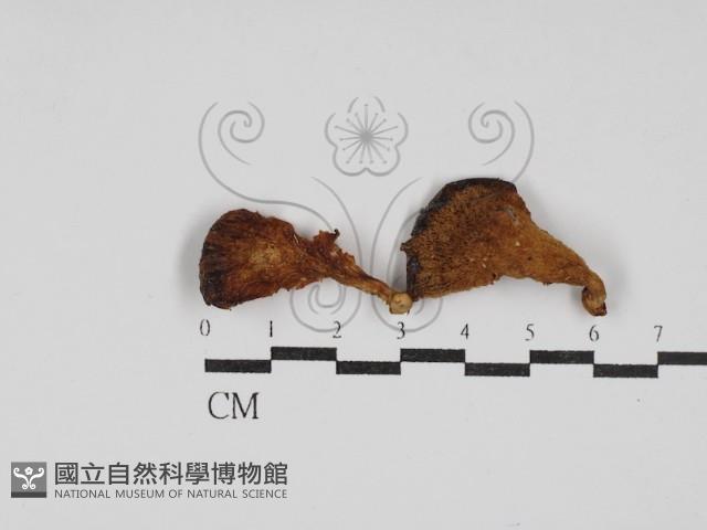 多孔菌屬藏品圖，第1張