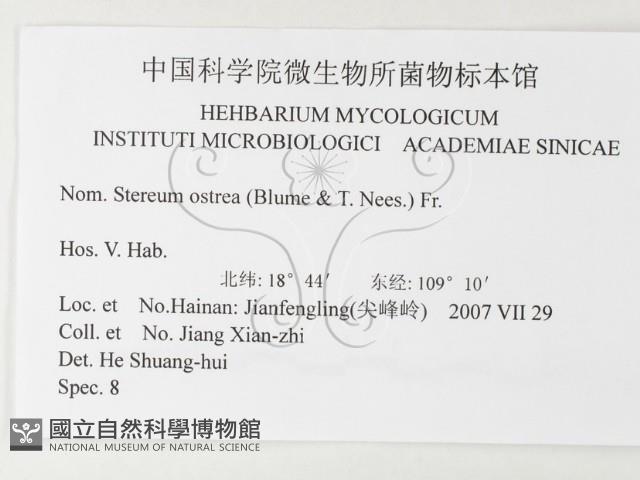 蠔韌革菌藏品圖，第3張