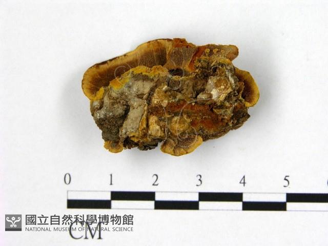 登錄號:F0006178藏品圖，第1張