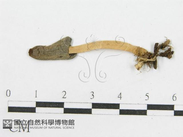 鬼傘屬藏品圖，第1張