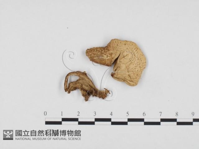 登錄號:F0024178藏品圖，第1張