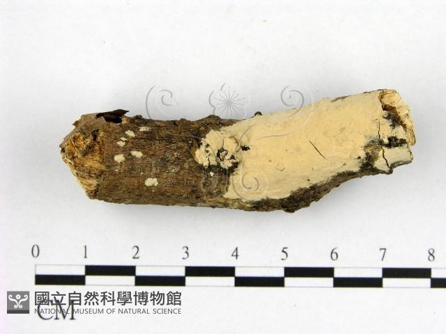 登錄號:F0022178藏品圖，第1張