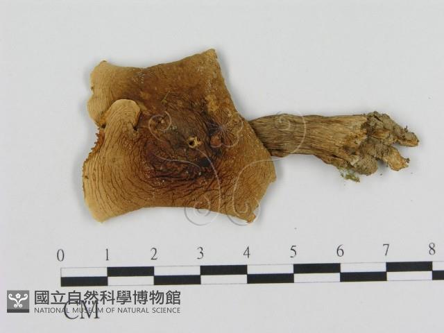 登錄號:F0002178藏品圖，第1張