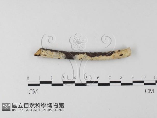 登錄號:F0012178藏品圖，第1張