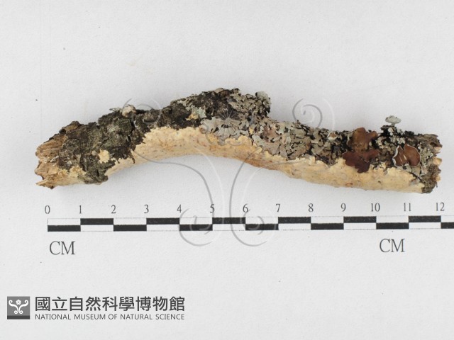 登錄號:F0027178藏品圖，第1張