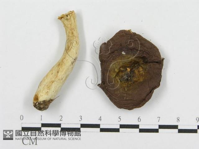 紅菇屬藏品圖，第1張