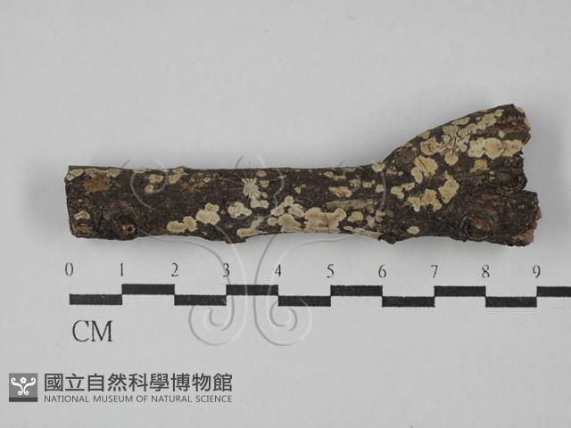 登錄號:F0029178藏品圖，第1張