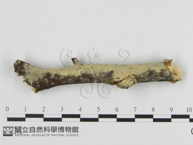 登錄號:F0009178藏品圖，第1張