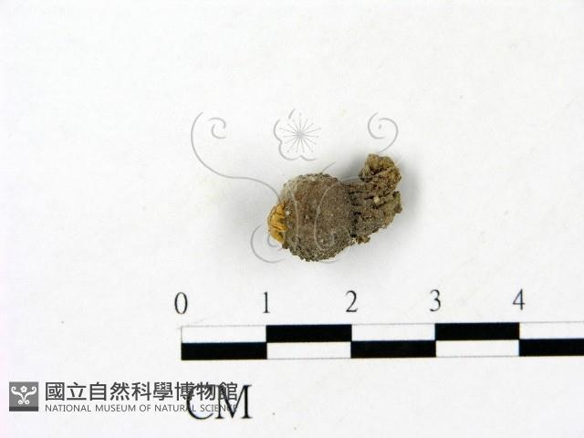 登錄號:F0023178藏品圖，第1張