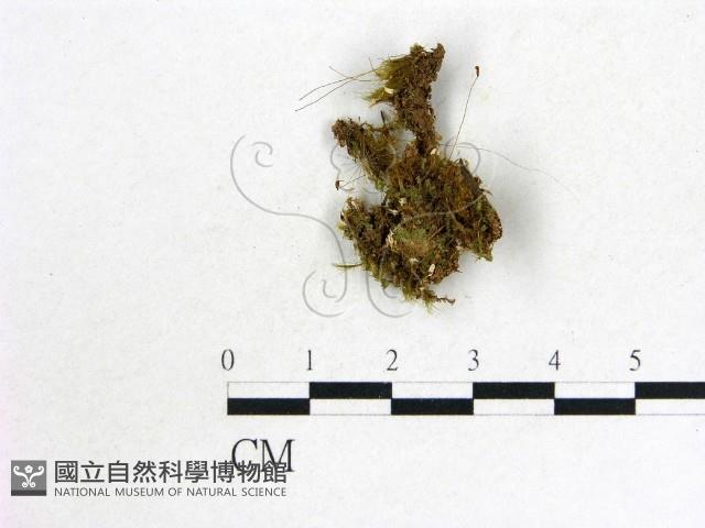 登錄號:F0003178藏品圖，第1張