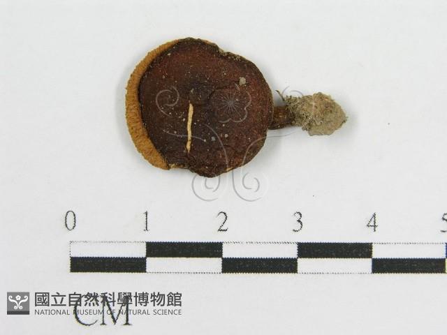 登錄號:F0013178藏品圖，第1張