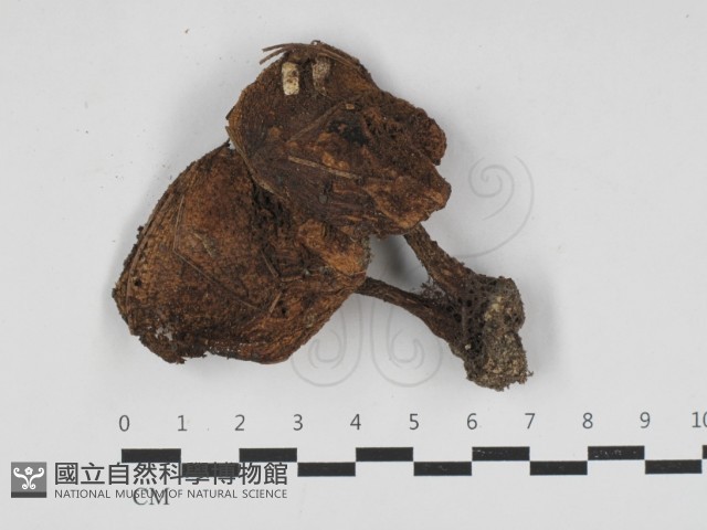 登錄號:F0033178藏品圖，第1張
