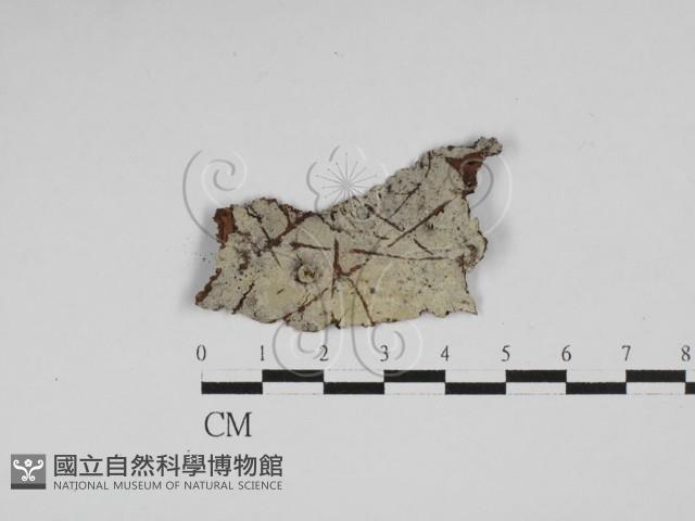 剛毛絲皮菌藏品圖，第1張