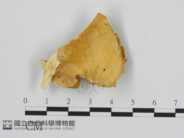 登錄號:F0008078藏品圖，第1張