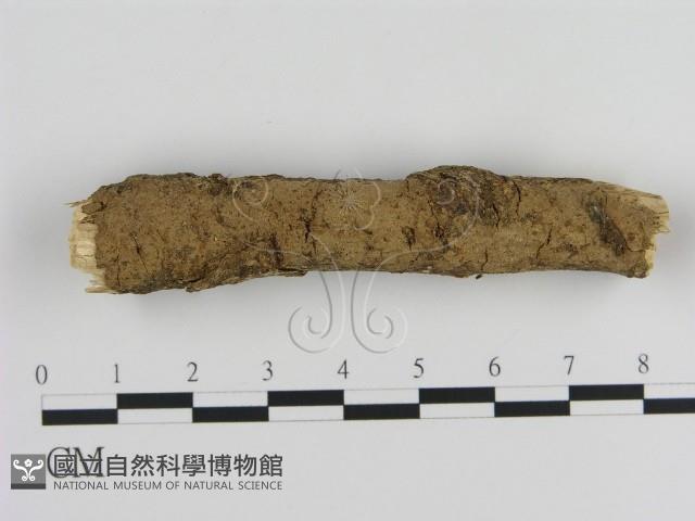 絲皮菌屬藏品圖，第1張