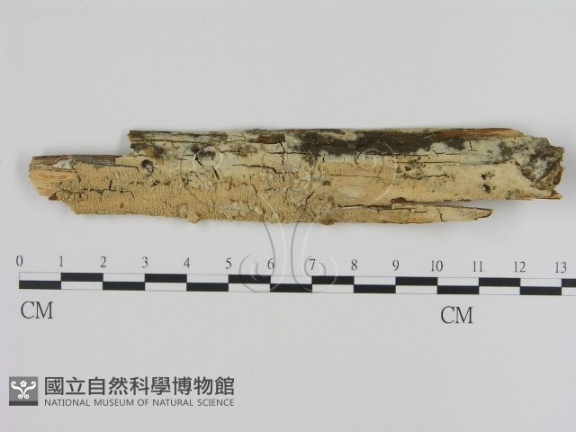 登錄號:F0000078藏品圖，第1張