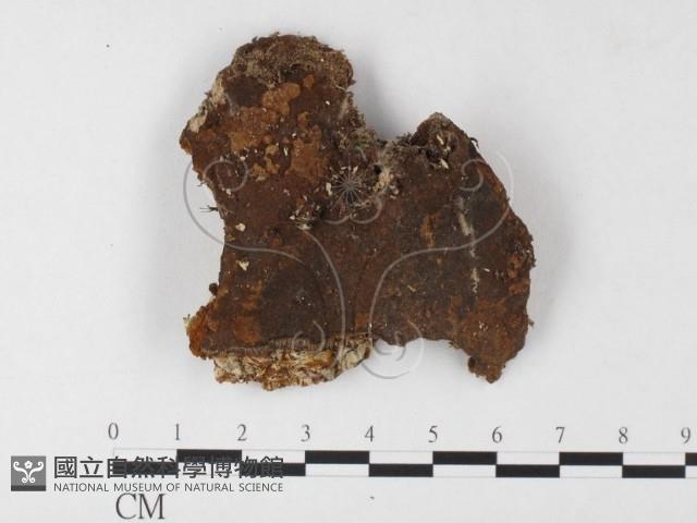 木層孔菌屬藏品圖，第1張