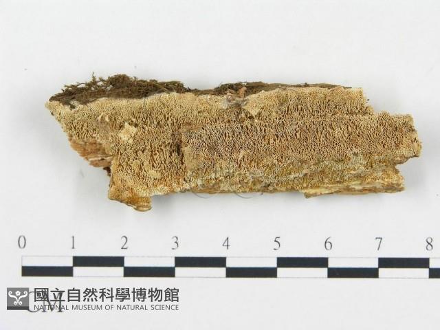 薄孔菌屬藏品圖，第1張