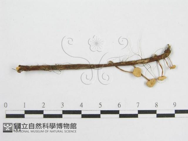 微皮傘屬藏品圖，第1張